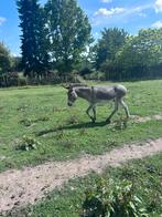 Ezelhengst, Dieren en Toebehoren, September, Mannelijk