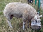 Texel fokram, Mannelijk, Schaap, 0 tot 2 jaar