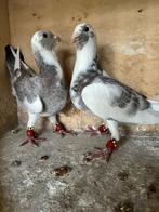Paire de jeunes pigeons de course, pigeons adana, Animaux & Accessoires, Oiseaux | Pigeons