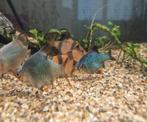 6 sumatranen, Zoetwatervis