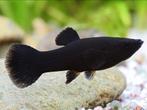 Black molly´s, Dieren en Toebehoren, Vis, Zoetwatervis, Schoolvis