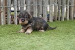 Ruwharige dwerg teckel pups met stamboom, Dieren en Toebehoren, Honden | Teckels en Dashonden, België, CDV (hondenziekte), 8 tot 15 weken