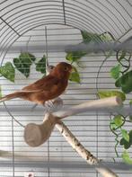 OP ZOEK achter bruine kanarie POP(PEN), Dieren en Toebehoren, Vogels | Kanaries