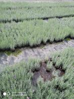 lavendel dwarf blue en munstead, Tuin en Terras, Volle zon, Vaste plant, Zomer, Ophalen