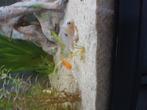 Apistogramma ramirezi bolivien/ fr/ nl, Dieren en Toebehoren, Vissen | Aquariumvissen