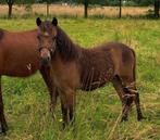 Tweejarige pony ruin, Dieren en Toebehoren, Gechipt, Ruin, 0 tot 2 jaar, B pony (1.17m tot 1.27m)