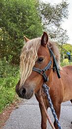 Shetlandpony hengst te koop met boekje