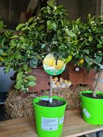 Citrus Pursha - citroenboom zoet, Tuin en Terras, Ophalen, Citroenboom