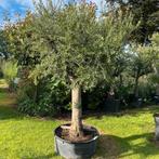 Olijfbomen olea europaea!, Tuin en Terras, Planten | Bomen, Ophalen of Verzenden