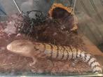 BLAUWTONGSKINK, Dieren en Toebehoren, Reptielen en Amfibieën, Met terrarium