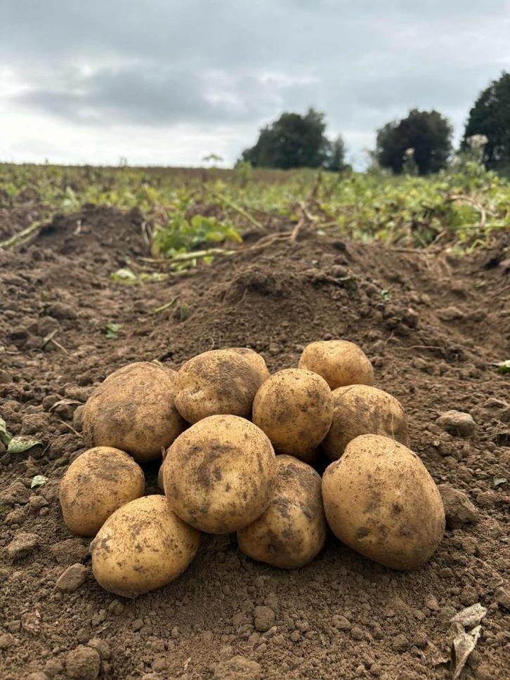 Alegria aardappelen, Articles professionnels, Agriculture | Pommes de terre, Légumes, Fruits & Viande, Enlèvement