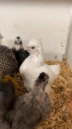 Zijdehoen usa kuikens, Dieren en Toebehoren, Pluimvee