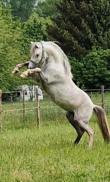 Welsh show hengst kinderpony sect a, Minder dan 160 cm, Gechipt, Hengst, 3 tot 6 jaar