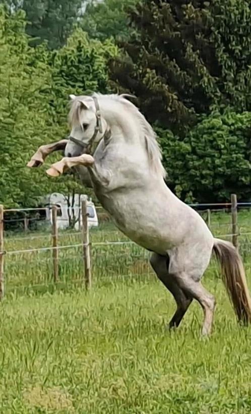 Welsh show hengst kinderpony sect a, Dieren en Toebehoren, Paarden, Hengst, Onbeleerd, Minder dan 160 cm, 3 tot 6 jaar, Recreatiepaard
