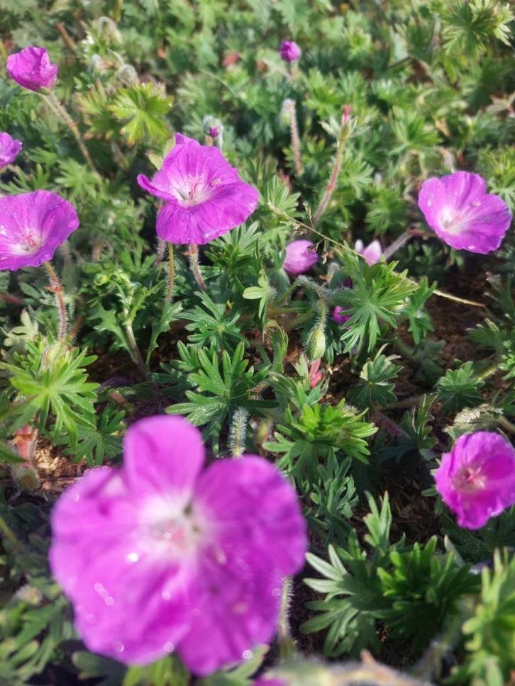 Tuingeranium (ooievaarsbek) bodembedekker, Tuin en Terras, Planten | Tuinplanten, Vaste plant, Bodembedekkers, Halfschaduw, Zomer