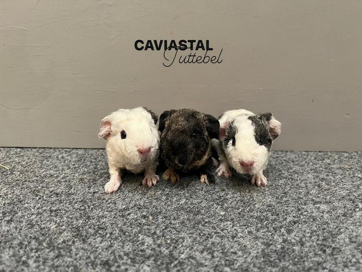 Us Teddy broertjes (NL), Dieren en Toebehoren, Knaagdieren, Mannelijk, Cavia, Oktober, Tam