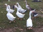 Ganzen, Dieren en Toebehoren, Pluimvee, Meerdere dieren, Gans of Zwaan