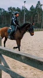 Volboed, Dieren en Toebehoren, Merrie, Met stamboom, Springpaard, B