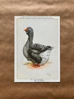 Eenden en Ganzen Kweekrassen - Reeks 2, Ophalen of Verzenden, Ongelopen, Vogel