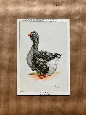 Eenden en Ganzen Kweekrassen - Reeks 2, Enlèvement ou Envoi, Non affranchie, Oiseaux