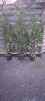 3 coniferen (+- 2m hoogte), Jardin & Terrasse, Plantes | Arbustes & Haies, 100 à 250 cm, Enlèvement, Conifère, Haie