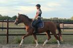 Beloftevolle 3-jarige (klein paard/E-pony), Dieren en Toebehoren, Paarden, Springpaard, Minder dan 160 cm, Gechipt, Ruin