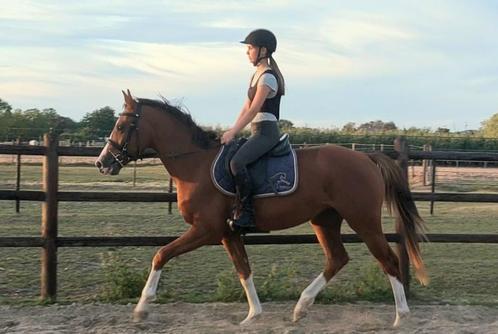 Beloftevolle 3-jarige (klein paard/E-pony), Dieren en Toebehoren, Paarden, Ruin, Zadelmak, Minder dan 160 cm, 3 tot 6 jaar, Springpaard