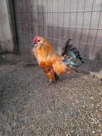 Antwerpse baardkriel haantjes 25 weken oud, Mannelijk, Kip