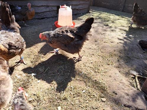 Marans patrijs zilverhals hennen en haan, Dieren en Toebehoren, Pluimvee, Kip, Meerdere dieren