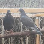 Koppel jonge postduiven, Dieren en Toebehoren, Vogels | Duiven