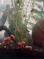 Roze Posthoornslakken, Dieren en Toebehoren, Vissen | Aquariumvissen, Slak of Weekdier, Zoetwatervis