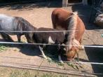 Shetlander Merries en veulen te koop, Dieren en Toebehoren, Paarden, Merrie, Ontwormd, 7 tot 10 jaar
