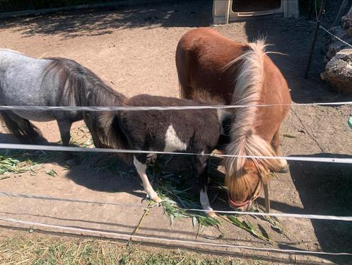 Shetlander Merries en veulen te koop, Dieren en Toebehoren, Paarden, Merrie, 7 tot 10 jaar, Ontwormd, Ingeënt
