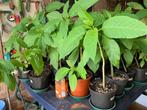 Brugmansia planten wit, geel of roos, Halfschaduw, Vaste plant, Ophalen