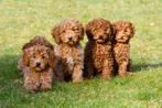 Dwergpoedel pups te koop - abrikoos, Dieren en Toebehoren, Honden | Chihuahua's en Gezelschapshonden, Poedel, 15 weken tot 1 jaar
