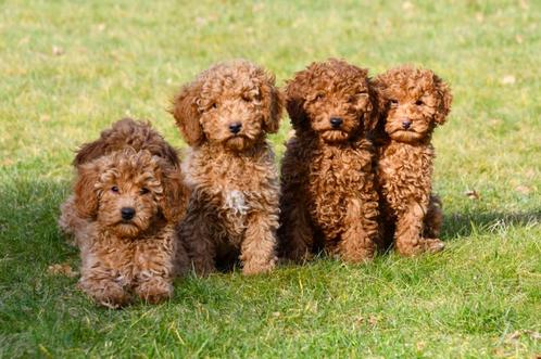 Dwergpoedel pups te koop - abrikoos, Dieren en Toebehoren, Honden | Chihuahua's en Gezelschapshonden, Meerdere dieren, Poedel