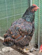 2 Hennen te koop, Dieren en Toebehoren, Pluimvee, Vrouwelijk, Kip