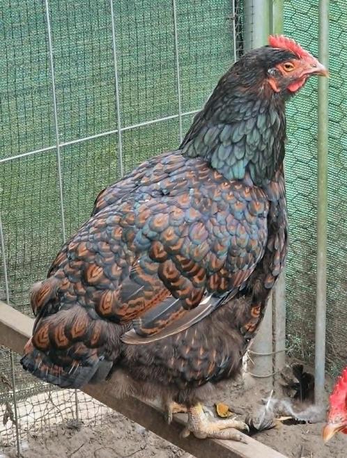 2 Hennen te koop, Dieren en Toebehoren, Pluimvee, Kip, Vrouwelijk
