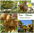 PROMO : PLANTES DE KIWIS « JENNY » ET « SOLO » : 15€ PAR DUO, Plein soleil, Printemps, Enlèvement ou Envoi, Plantes fruitières