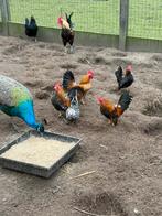 Serema hanen, Animaux & Accessoires