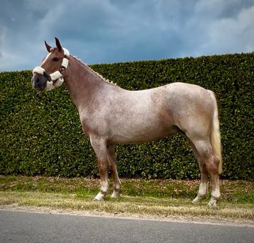 Uitzonderlijk mooie palomino roan merrie beschikbaar voor biedingen