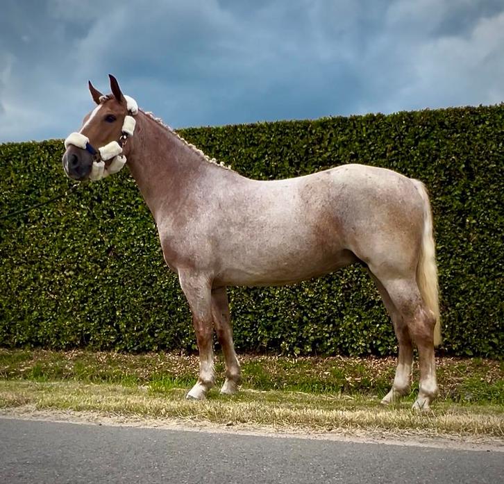 Uitzonderlijk mooie palomino roan merrie, Dieren en Toebehoren, Pony's, Merrie, B, D pony (1.37m tot 1.48m), Recreatiepony, 3 tot 6 jaar