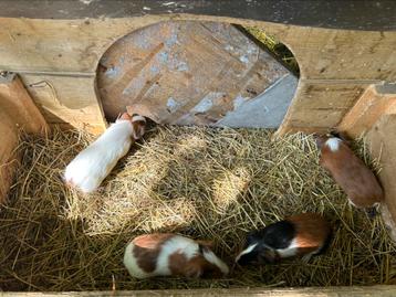 4 jonge cavia zeugjes, Dieren en Toebehoren, Knaagdieren, Vrouwelijk, Cavia, Tam