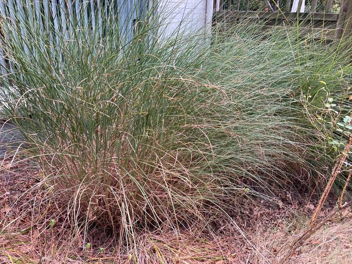 Gratis Carex siergras, Tuin en Terras, Planten | Tuinplanten, Vaste plant, Winter, Ophalen