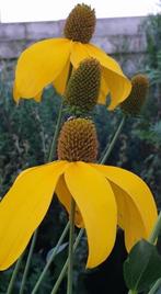 Rudbeckia nitida 'Herbstsonne', laatste 2 potjes, Tuin en Terras, Planten | Tuinplanten, Volle zon, Vaste plant, Zomer, Ophalen