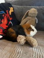 Cavia (mannetje) (gratis), Dieren en Toebehoren, Februari, Mannelijk, Cavia