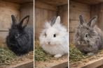 Tamme jonge Leeuwenkop konijntjes, Dieren en Toebehoren, Konijnen