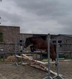 Leuke 2 jarige pony hengst, Dieren en Toebehoren, Pony's, Springpony, 0 tot 2 jaar, Hengst, Gechipt