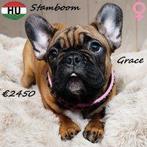 Prachtige Franse Bulldog pups - met stamboom, 15 weken tot 1 jaar, Handelaar, Buitenland, CDV (hondenziekte)
