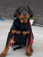 Rottweiler (reu), Dieren en Toebehoren, België, 15 weken tot 1 jaar, Reu, CDV (hondenziekte)